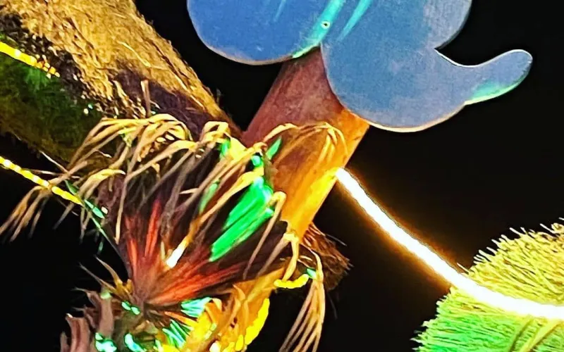 Bona nit, calamares Continua la Programació Musical,continua l'Estiu 