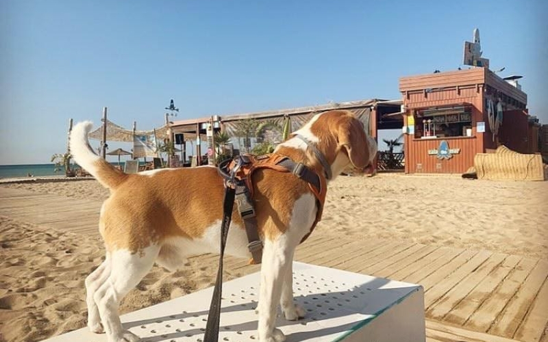 Bon dia, calamares!!Des d'ahir, 1 d'octubre, la Platja del Prat té novet 